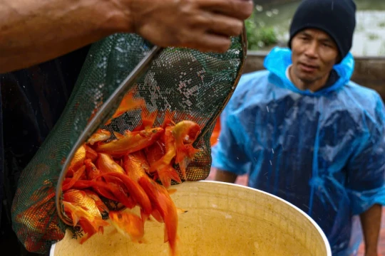 Nhộn nhịp thủ phủ cá chép đỏ cúng Tết ông Công, ông Táo