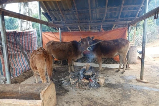 Đưa quy định cấm thả rông gia súc vào hương ước để phòng chống rét hại