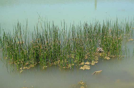 Từng mọc hoang dưới ao bùn, loại củ này nay 'đổi phận' thành đặc sản được săn lùng, giá tới 80.000 đồng/kg