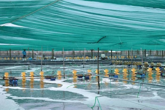 'Mỏ vàng' của Việt Nam lập đỉnh 4,6 tỷ USD: Trung Quốc, Mỹ, EU đổ tiền mua, nước ta có công nghệ chế biến dẫn đầu thế giới