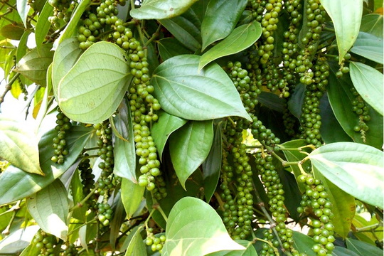 'Vàng đen' Việt Nam lập đỉnh 1,66 tỷ USD, 3 thị trường bất ngờ 'vung tiền' gom mạnh