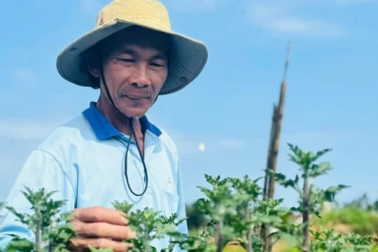 Loài hoa cúc lạ chưa Tết đã 'cháy hàng'