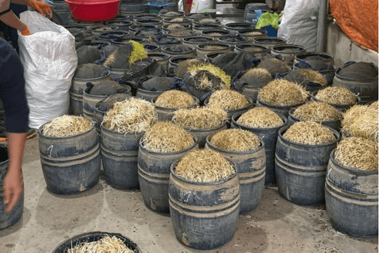 Khởi tố 2 chủ cơ sở sản xuất giá đỗ