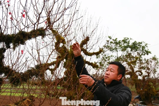 Mùa đào Tết ở Hồng Vân: Vụ hoa cuối của nhiều hộ trồng đào Hà Nội