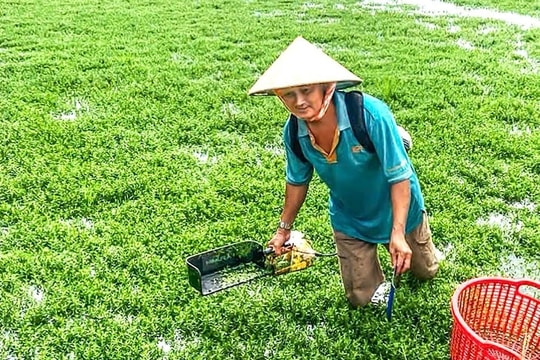 Bỏ lúa và vườn dừa, nông dân Vĩnh Long ‘đánh liều’ trồng thứ rau đắng ngắt có nguồn gốc từ Nhật Bản: Có bao nhiêu là bán ‘hết veo’, đút túi ‘nhẹ tênh’ chục triệu/ tháng