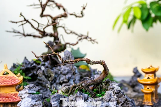 Mai vàng Yên Tử được 'spa' để bung nở đúng dịp Tết