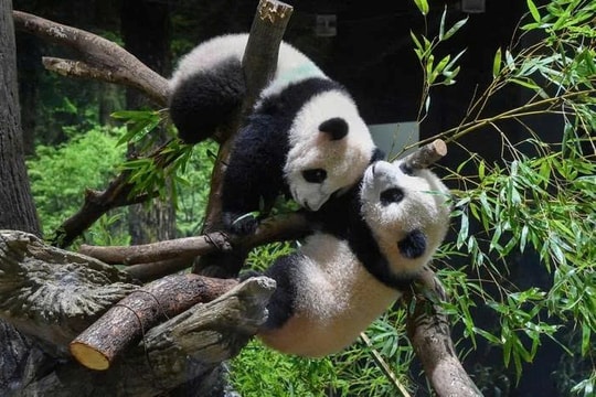 Nhật Bản lần đầu vắng bóng gấu trúc sau 53 năm, quan hệ Trung-Nhật chạm đáy?