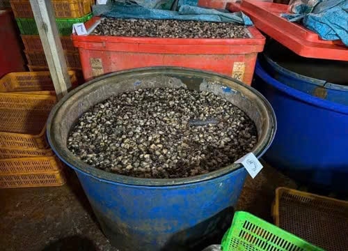 Triệt phá xưởng ốc bẩn: Dùng 500 tấn hóa chất có tên ‘thuỷ tinh lỏng’ cực độc để ngâm 3.000 tấn thịt ốc bán ra thị trường, thu lợi hàng tỷ đồng