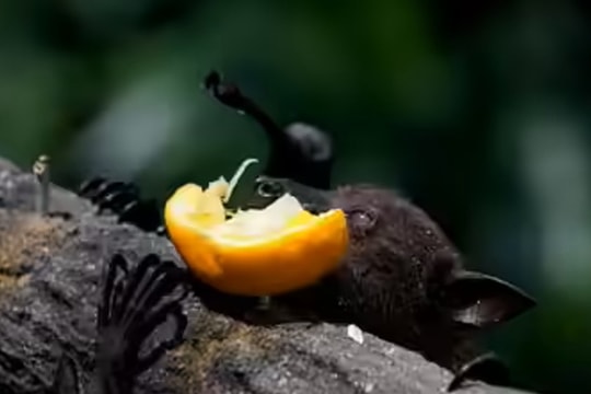 Loại quả bán đầy chợ Việt là món khoái khẩu của dơi mang virus Nipah, chuyên gia khuyên tuyệt đối không ăn nếu có dấu hiệu này