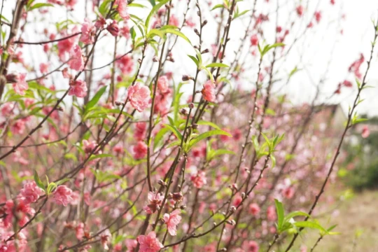 Làng hoa Lý Trạch lao đao