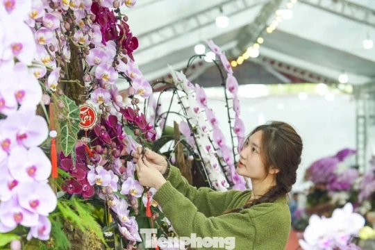 Nông dân Thanh Hóa chi hơn 10 tỷ làm vườn lan 4 vạn cây