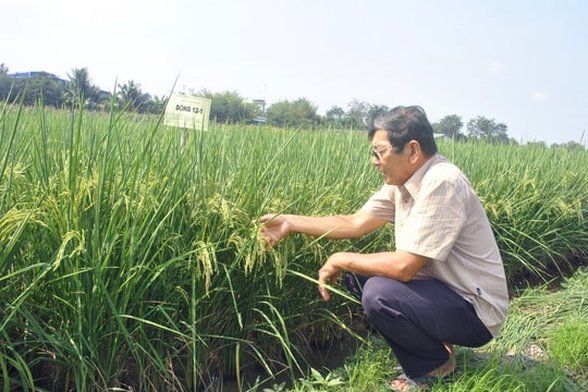 Anh hùng Lao động duy nhất đưa gạo Việt Nam ra thế giới, 3 lần được vinh danh 'ngôi vương'