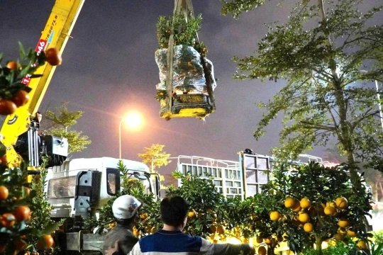 Trắng đêm đưa hoa Tết, cần cẩu hạ cây 'khủng' xuống phố