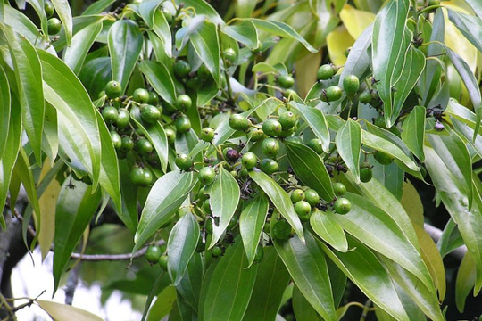 Bộ ba gia vị được ví như 'kho báu xanh' của Việt Nam: Một loại đã tạo dựng vị thế xuất khẩu hàng đầu thế giới