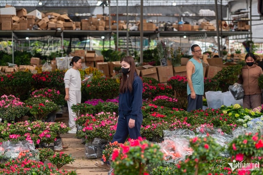 Chợ hoa lớn nhất miền Bắc 'nóng' sớm: Người dân đổ xô sắm Tết từ giữa tháng Chạp