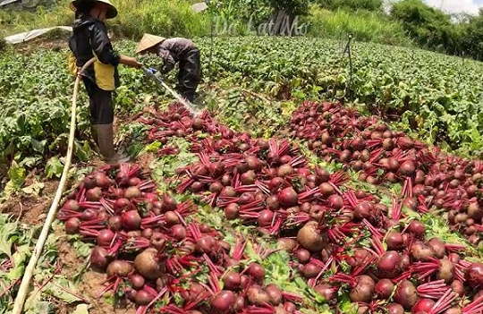 Ít ai ngờ 'kho báu dinh dưỡng' giá rẻ, trồng bạt ngàn ở Việt Nam đứng top đầu rau tốt nhất thế giới