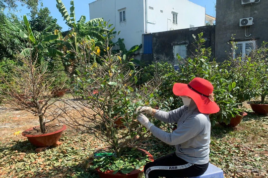 Người dân TP.HCM đổ xô đi 'nhặt lá hái tiền', làm vài ngày đủ sắm Tết