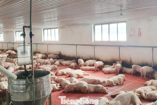 'Lâu lắm rồi người nuôi lợn mới có cái Tết vui như thế này'