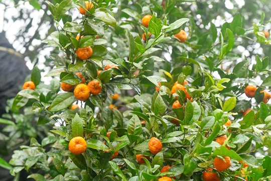 Loại quýt 'tên nghe sợ mùi' nhưng vỏ thơm nức, giá bán tăng đều mỗi năm vì một lý do đặc biệt