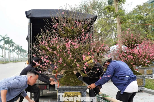 Rêu phủ thân đào, mai già dáng khủng chơi Tết