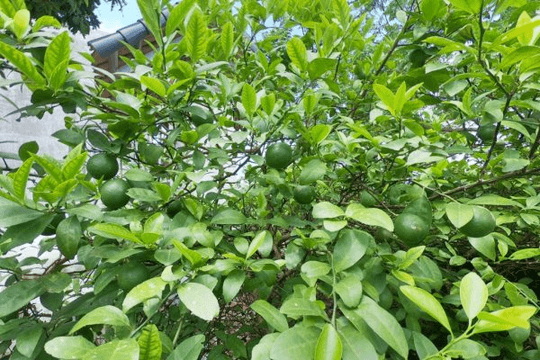 Ở Việt Nam bán 'rẻ như cho', ra nước ngoài thành gia vị tiền triệu: Loại lá rắc gà luộc gây bất ngờ vì giá đắt đỏ