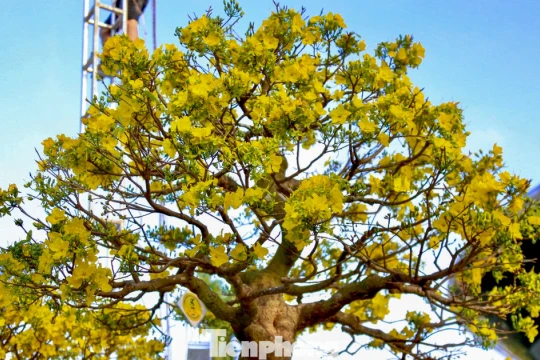 Mai vàng 500 triệu đồng xuống phố