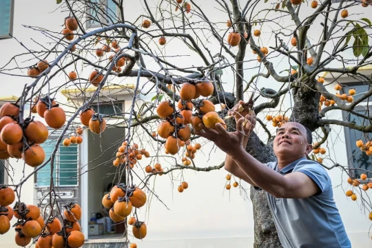 ‘Báu vật’ giữa vườn hồng cổ được trả nửa tỷ nhưng chủ không bán