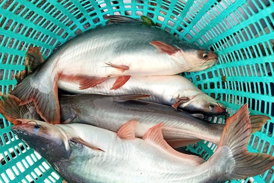 'Cá tỷ đô' bất ngờ lập đỉnh chưa từng thấy: Giá vọt 35.000 đồng/kg, người nuôi lãi 'trong mơ' 10.000 đồng/kg
