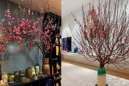 Cách hãm để hoa đào nở chậm chơi đúng dịp Tết