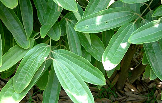 Trồng 6–7 năm, thu tiền dài hạn: Loại cây đang giúp nông dân miền núi đổi đời, thế giới mua không kịp