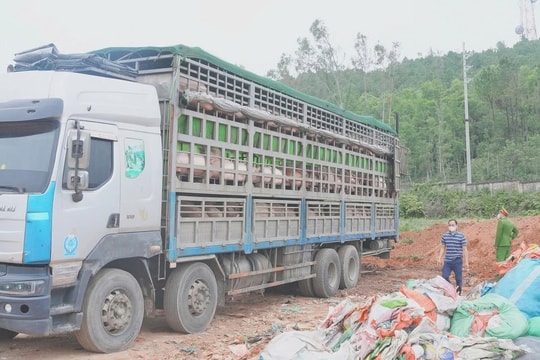Kiểm tra đột xuất một xe tải, thu giữ hơn 15 tấn lợn nhiễm dịch tả lợn châu Phi, 2 tài xế bị bắt