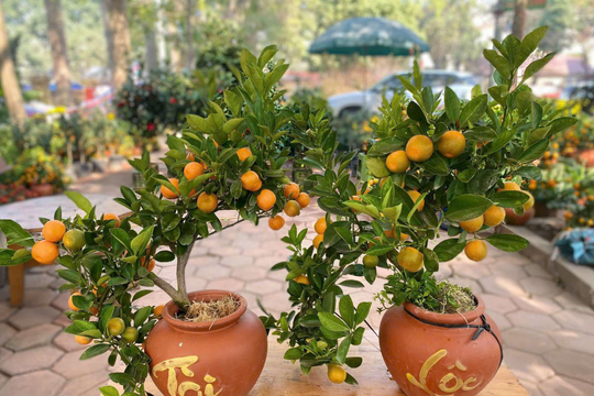 4 loại cây cảnh chơi Tết vừa loại bỏ độc tố, vừa hợp phong thủy cho năm mới