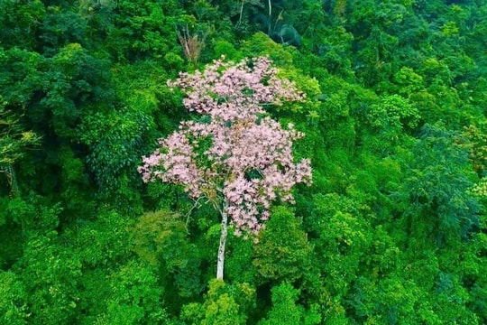 Việt Nam có loài cây 'vương giả', từng chỉ trồng ở nơi quyền quý, gắn với huyền thoại 'dẫn phượng hoàng'
