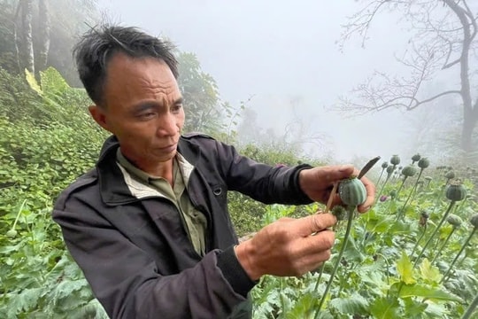 Khám xét nương ngô, phát hiện hàng trăm cây 'thuốc lạ'
