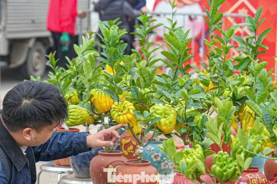Phật thủ bonsai mini giá nửa triệu hút khách
