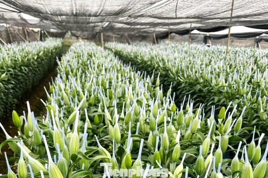 Hoa tươi 28 Tết: Tuyết mai giá mềm, ly kép tăng phi mã