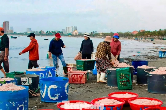Đà Nẵng: Ruốc biển được mùa mất giá vụ Tết