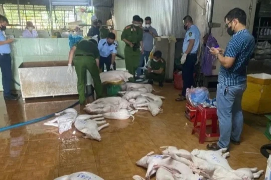 Công an Quảng Ngãi siết chặt các lò mổ, ngăn lợn bệnh tuồn ra chợ trong dịp Tết