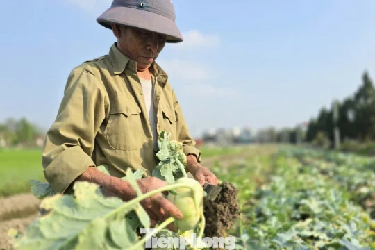 Rau củ được mùa, vì sao nông dân lại mất Tết?