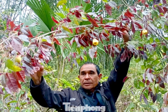 Vào rừng hái chè hoa vàng kiếm bộn tiền