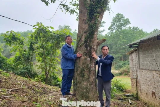 Giữ 'trầm tổ' tiền tỷ giữa miền sơn cước