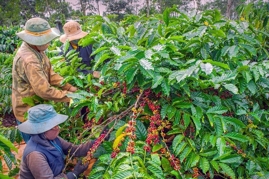 Một vụ thu gần 2 tỷ đồng: Nông dân cà phê bước vào thời hoàng kim