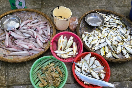 Sau Tết, người dân đổ xô săn loài cá 'tan trong nước' giá tới 1 triệu đồng/kg, thuyền vừa cập bến đã hết hàng