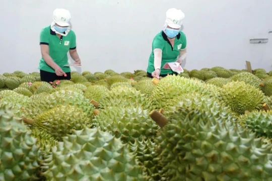 Giá sầu riêng tăng cao nhất 3 năm qua