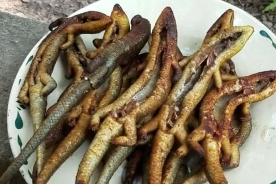Từng bị gọi là 'rắn bốn chân' thoạt nhìn rùng mình, nay thành đặc sản giá tới 350.000 đồng/kg, lên bàn nhậu lại thành món khoái khẩu