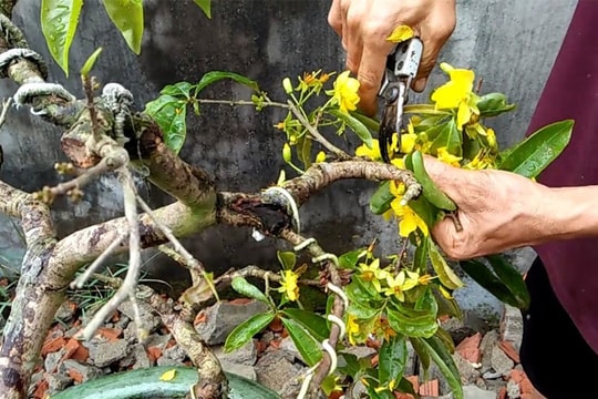 Hoa mai sau Tết đừng vứt đi, làm ngay 3 điều này, năm sau hoa nở kín cành, bông to đẹp xuất sắc