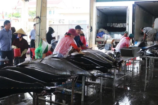 Gỡ 'thẻ vàng' thủy sản: Không còn chỗ cho chủ quan, hình thức