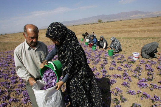 Iran có loại ‘vàng đỏ’ đắt bậc nhất thế giới, người Việt cũng đua nhau mua
