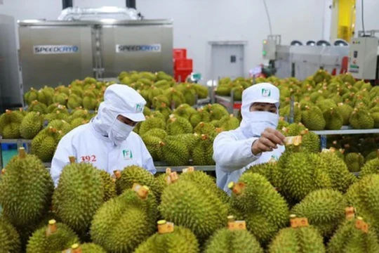 Giá sầu riêng lập đỉnh 3 năm nhờ chiếm lĩnh thị trường, xuất khẩu tăng vọt gần 300%