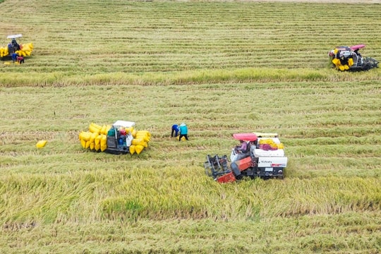 Xăng dầu tăng giá, giá lúa lại giảm: Chủ tịch Hiệp hội Lương thực Việt Nam nói rõ tình hình và đưa ra kiến nghị quan trọng